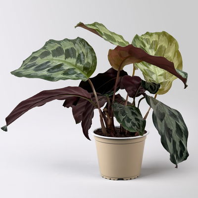 Calathea 'Kennedy', Topf-Ø 14 cm, Höhe ca. 40 cm, 2 Pflanzen Calathea 'Kennedy', Topf-Ø 14 cm, Höhe ca. 40 cm, 2 Pflanzen
