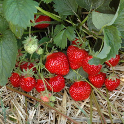 Bio Erdbeere Hummi® 'Kletter-Toni', Topf 11x 11 cm, 3 Pflanzen Bio Erdbeere Hummi® 'Kletter-Toni', Topf 11x 11 cm, 3 Pflanzen