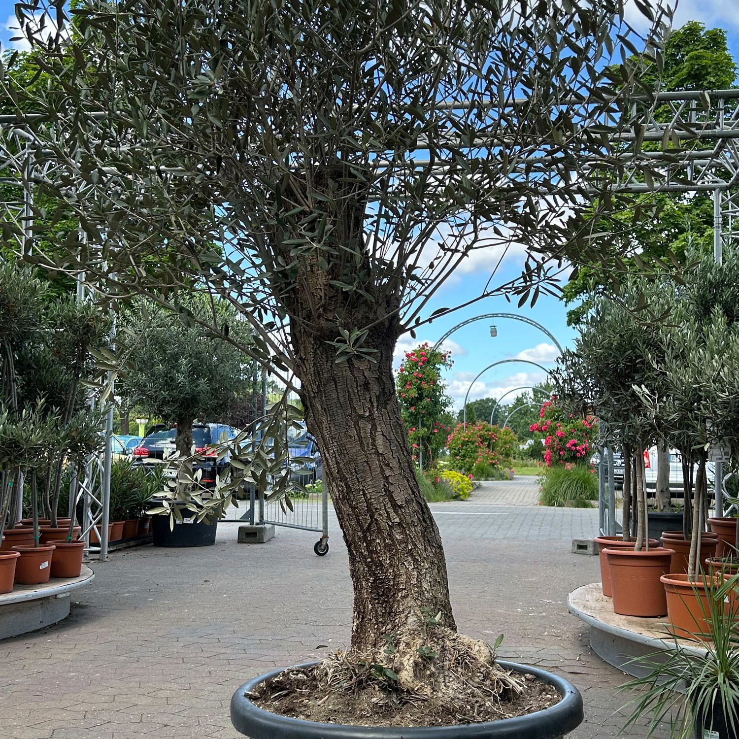 Olivenbaum, Stamm, Topf-Ø ca. 60 cm, Höhe 180-200 cm