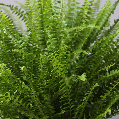 Schwertfarn in Topf Dallas, Topf-Ø 17 cm, Höhe ca. 30 - 45 cm