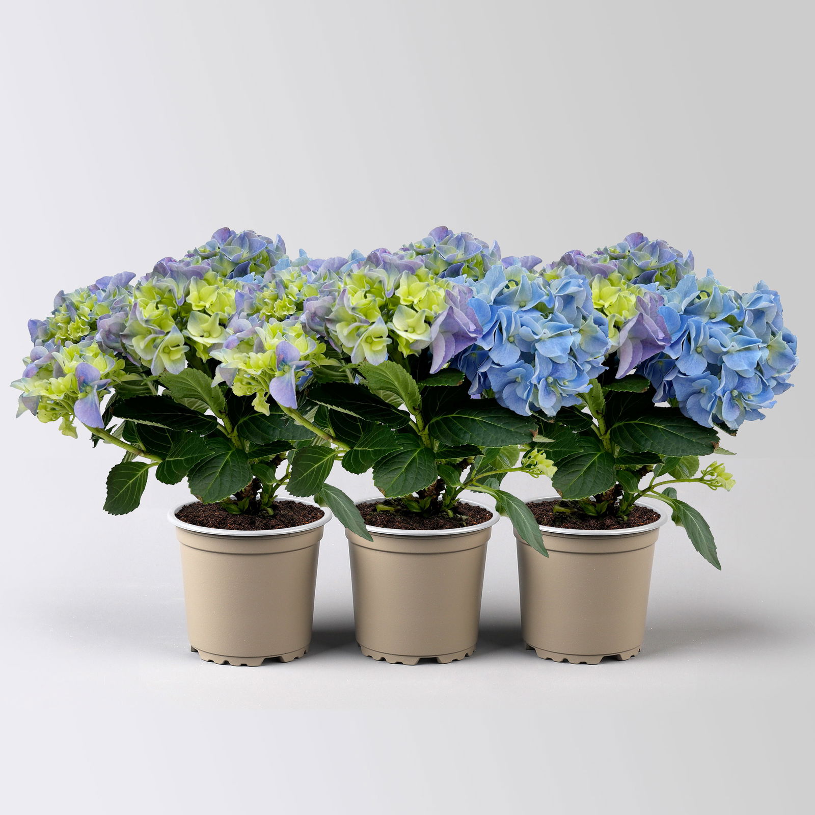 Hortensie blau, mind. 3 Dolden, Topf-Ø 105 cm, Höhe ca. 20 cm, 3 Pflanzen Hortensie blau, mind. 3 Dolden, Topf-Ø 105 cm, Höhe ca. 20 cm, 3 Pflanzen