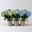 Hortensie blau, mind. 3 Dolden, Topf-Ø 105 cm, Höhe ca. 20 cm, 3 Pflanzen