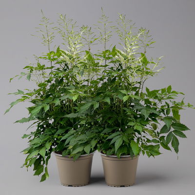 Astilbe arendsii, weiß, Topf-Ø 15 cm, 2er-Set