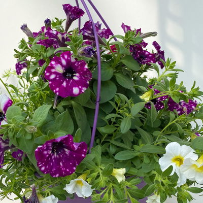 gemischte Sommerblumen-Ampel, lila-weiß, Ampeltopf 27 cm Ø