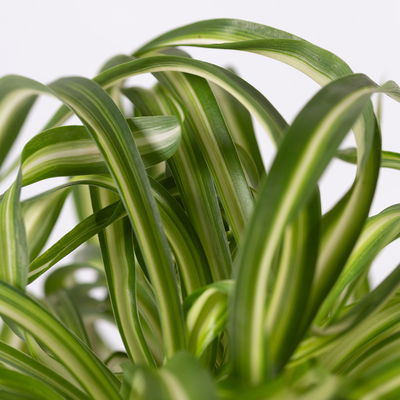 Grünlilie 'Bonnie', Topf-Ø 12 cm, Höhe ca. 20 cm, 3er-Set