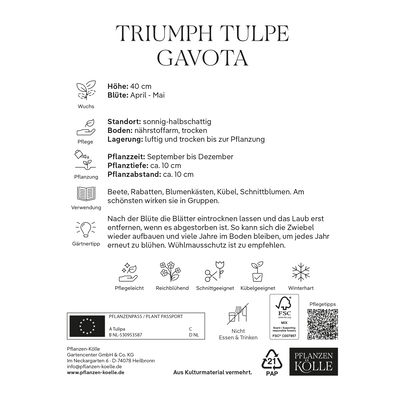 Triumph Tulpen Gavota gelb/weiß/lila, 7 Blumenzwiebeln