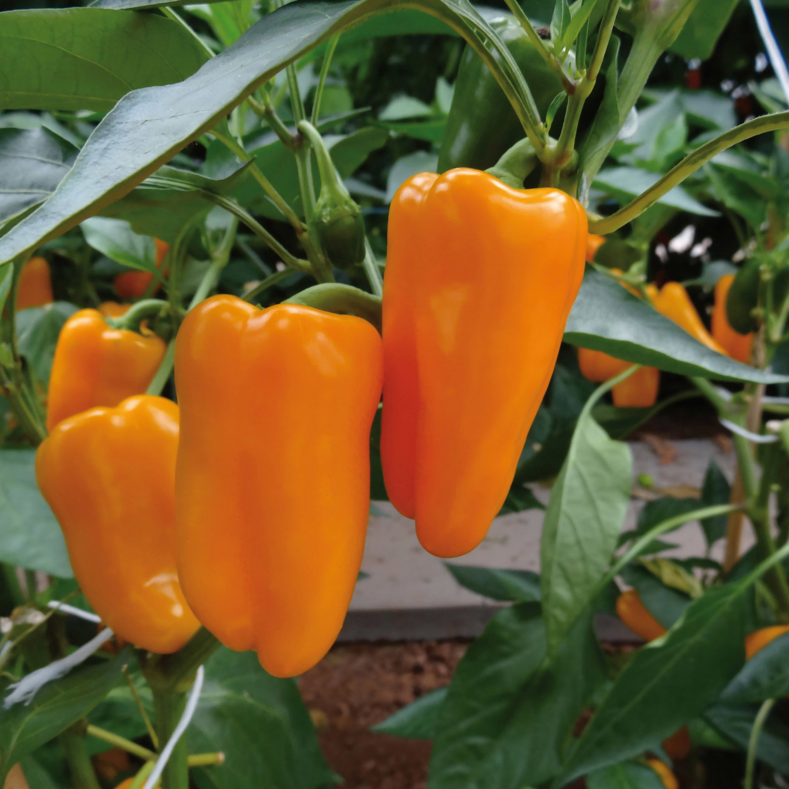 Bio Snackpaprika 'Snackor Orange', Topf-Ø 12 cm, 3 Pflanzen