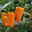 Bio Snackpaprika 'Snackor Orange', Topf-Ø 12 cm, 3 Pflanzen