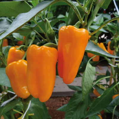 Bio Snackpaprika 'Snackor Orange', Topf-Ø 12 cm, 3 Pflanzen