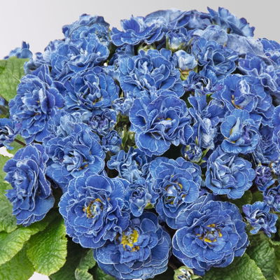 Primel 'Belarina Baltic Blue', blau, Topf-Ø 12 cm, 6 Pflanzen