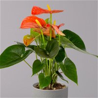 Flamingoblume, 'Orange Champion', orange, Topf-Ø 12 cm, Höhe ca. 35 cm