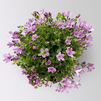 Glockenblume, rosa, Topf-Ø 10,5 cm, 3 Pflanzen