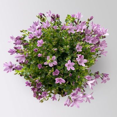 Glockenblume, rosa, Topf-Ø 10,5 cm, 3 Pflanzen