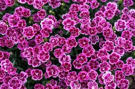 Nelken (Dianthus)
