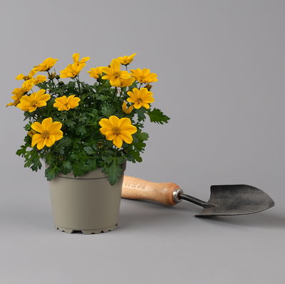 Goldmarie 'Golden Empire™' gelb, Topf-Ø 12 cm, 6er-Set