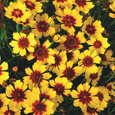Mädchenauge 'Pineapple Pie', rotgelb, Topf 19 cm Mädchenauge 'Pineapple Pie', rotgelb, Topf 19 cm