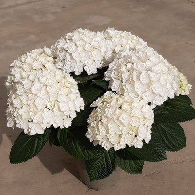 Hortensie 'Florencia' weiß, 3+Dolden, Topf-Ø 10 cm, 2er-Set Hortensie 'Florencia' weiß, 3+Dolden, Topf-Ø 10 cm, 2er-Set