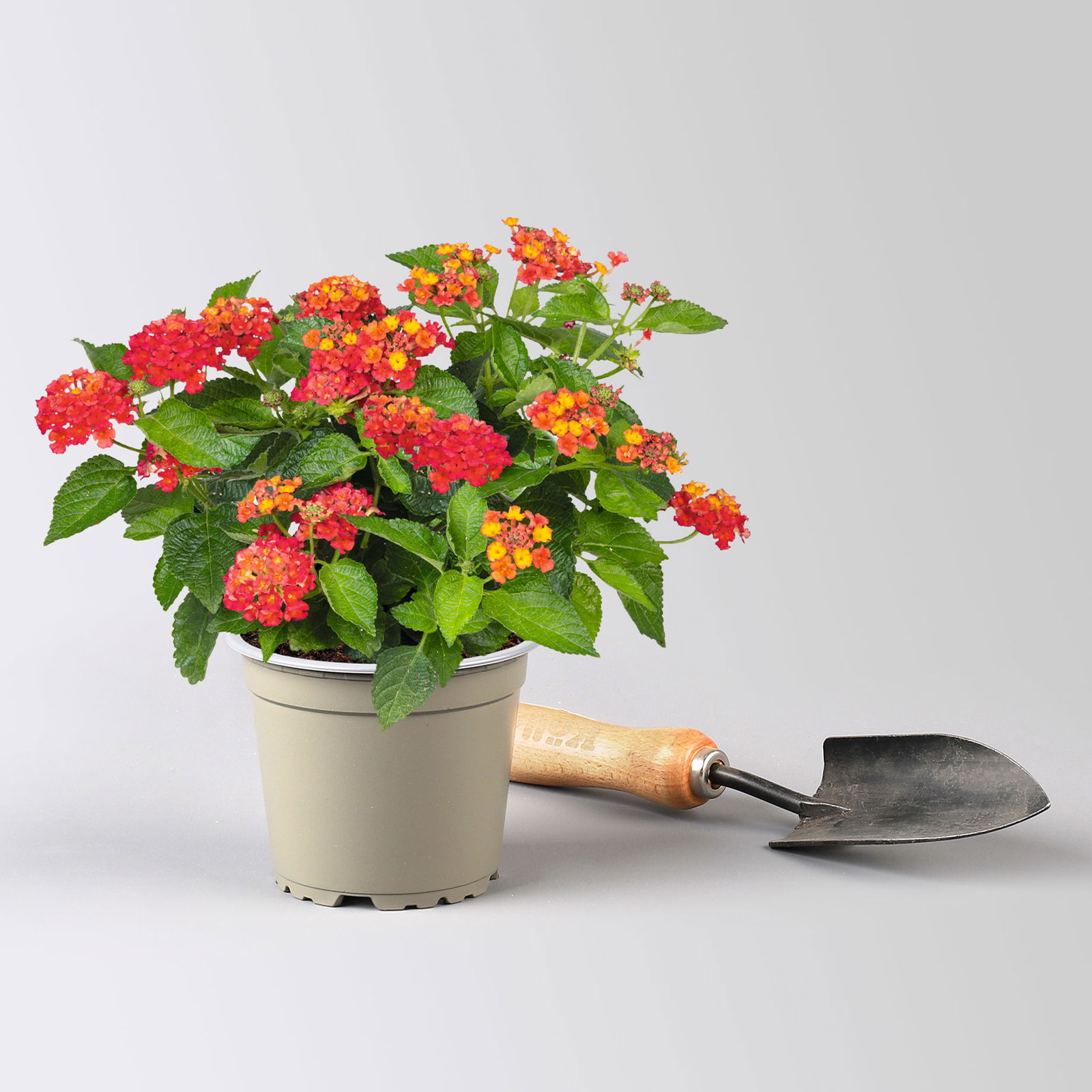 Wandelröschen, rot, Topf-Ø 12 cm, 3 Pflanzen