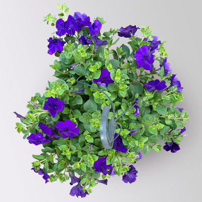 Petunie, blau, hängend, Ampeltopf-Ø 25/27 cm