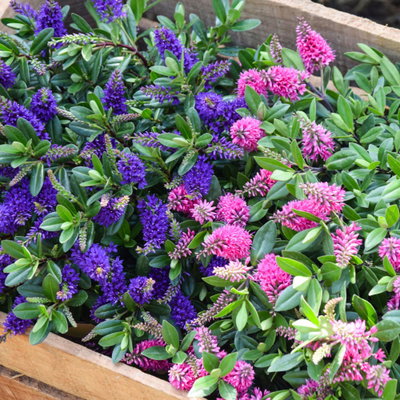 Hebe 'All Blooms®', blau, Topf-Ø 12 cm, 3 Pflanzen Hebe 'All Blooms®', blau, Topf-Ø 12 cm, 3 Pflanzen