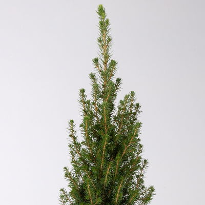 Zuckerhutfichte 'Perfecta'®, Topf-Ø 13 cm, 6 Pflanzen Zuckerhutfichte 'Perfecta'®, Topf-Ø 13 cm, 6 Pflanzen
