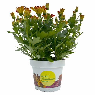 Chrysanthemen 'Rainbow Circus', rot-gelb gestreift Topf-Ø 14 cm, 4 Pflanzen Chrysanthemen 'Rainbow Circus', rot-gelb gestreift Topf-Ø 14 cm, 4 Pflanzen