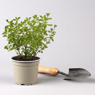 Bio Kräuter-Set 'Pizza & Pasta', 5 Pflanzen, Topf-Ø 12cm Bio Kräuter-Set 'Pizza & Pasta', 5 Pflanzen, Topf-Ø 12cm