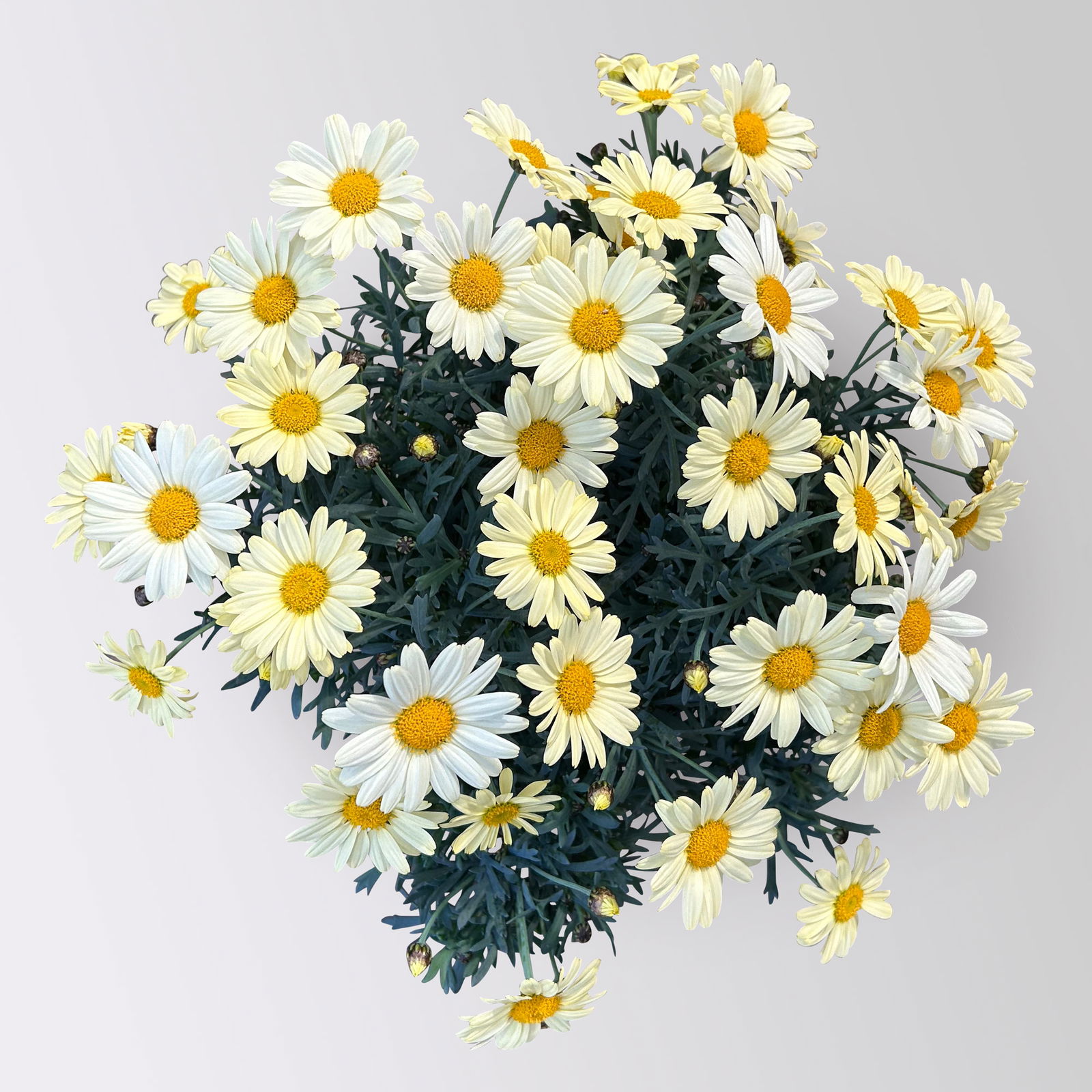 Margerite, gelb, Topf-Ø 14/15 cm, 3 Pflanzen