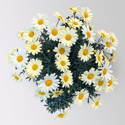 Margerite, gelb, Topf-Ø 14/15 cm, 3 Pflanzen Margerite, gelb, Topf-Ø 14/15 cm, 3 Pflanzen