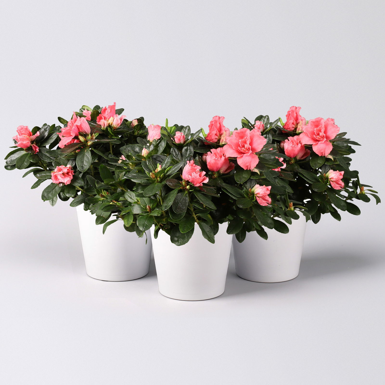 Azalee lachs gefüllt mit Keramiktopf Dallas weiß, Topf-Ø 12 cm, 3er-Set