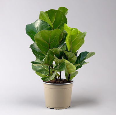 Geigenfeige 'Tibaco', 3er-Tuff, Topf-Ø 17 cm, Höhe ca. 50-60 cm Geigenfeige 'Tibaco', 3er-Tuff, Topf-Ø 17 cm, Höhe ca. 50-60 cm