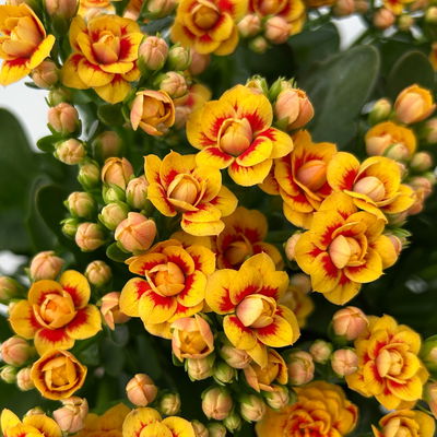 Kalanchoe 'Queen'®, gelb-rot, Topf-Ø 14 cm, 3 Pflanzen Kalanchoe 'Queen'®, gelb-rot, Topf-Ø 14 cm, 3 Pflanzen