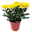 Chrysanthemen 'Chrysanne® Grandezza Yellow', gelb, Topf-Ø 13 cm, 6er-Set