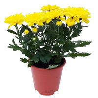 Chrysanthemen 'Chrysanne® Grandezza Yellow', gelb, Topf-Ø 13 cm, 6er-Set