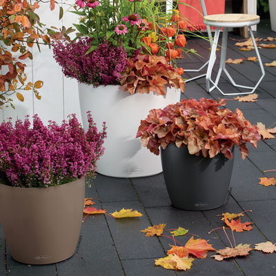 Lechuza 'Classico Color 18', muskat, ca. Ø 19 x H 17 cm