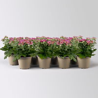 Chrysanthemen rosa, Topf-Ø 10,5 cm, 8er-Set