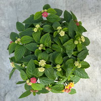 Wandelröschen, mehrfarbig, Farben zufällig, Topf-Ø 12 cm, 6 Pflanzen