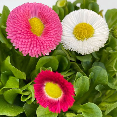Bellis perennis 'Trio', weiß-rosa-rot, Topf-Ø 13 cm, 6 Pflanzen