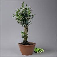 Olivenbaum 'Bonsai', Topf-Ø 20 cm, Höhe ca. 45 cm