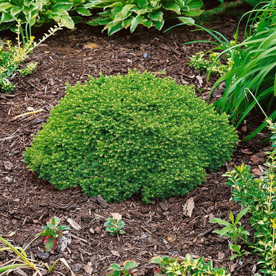 Kissenfichte 'Little Gem', Höhe 15-20 cm, Topf 2 Liter, 5er-Set Kissenfichte 'Little Gem', Höhe 15-20 cm, Topf 2 Liter, 5er-Set