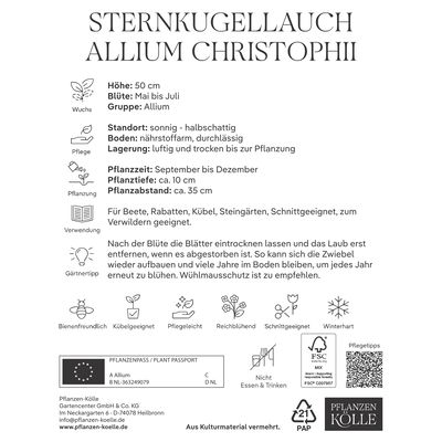 Sternkugellauch Allium Christophii , lila/purpur, 15 Blumenzwiebeln