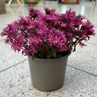 Sedum spurium ''Spot On® Deep Rose', dunkelrosa, Topf-Ø 13 cm, 6er-Set Sedum spurium ''Spot On® Deep Rose', dunkelrosa, Topf-Ø 13 cm, 6er-Set