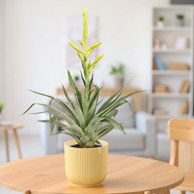 Tillandsie oerstediana, gelb, im Übertopf Vibes gelb, Topf-Ø 12 cm Tillandsie oerstediana, gelb, im Übertopf Vibes gelb, Topf-Ø 12 cm