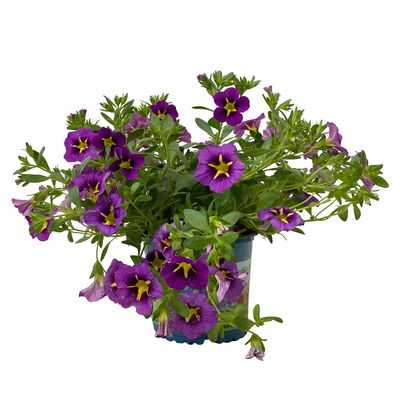 Zauberglöckchen 'Tik Tok® Grape' lila-gelb, Topf-Ø 13 cm, 6 Pflanzen