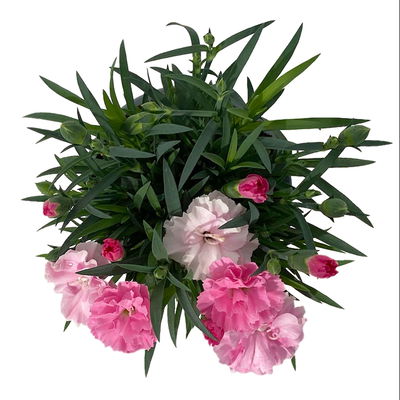 Stauden-Nelke 'I Love U', pink-rosa-weiß, Topf-Ø 11 cm, 6er-Set Stauden-Nelke 'I Love U', pink-rosa-weiß, Topf-Ø 11 cm, 6er-Set