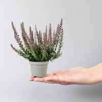Knospenheide Mini rot, Mini, Topf-Ø 6 cm, 12 Pflanzen