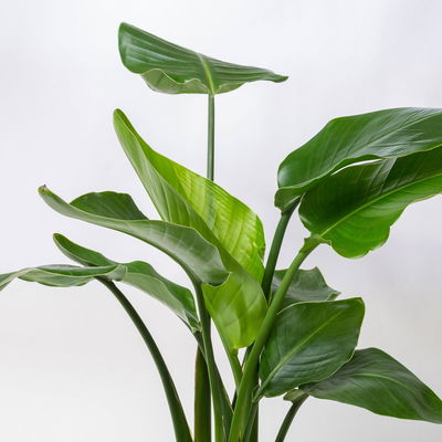 Strelitzia mit Dekokorb Osaka, Topf-Ø 21 cm, Höhe ca. 70 - 100 cm