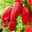 Snack-Paprikapflanze 'Lubega ® Mini Red', Topf-Ø 10,5 cm, 6er-Set