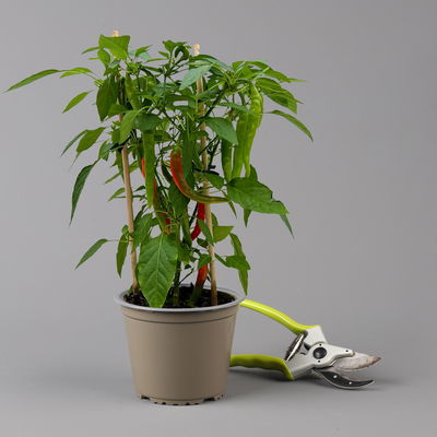 Chilipflanzen 'Pick-&-Joy® Hot Chili Red', Topf-Ø 14 cm, 2 Pflanzen