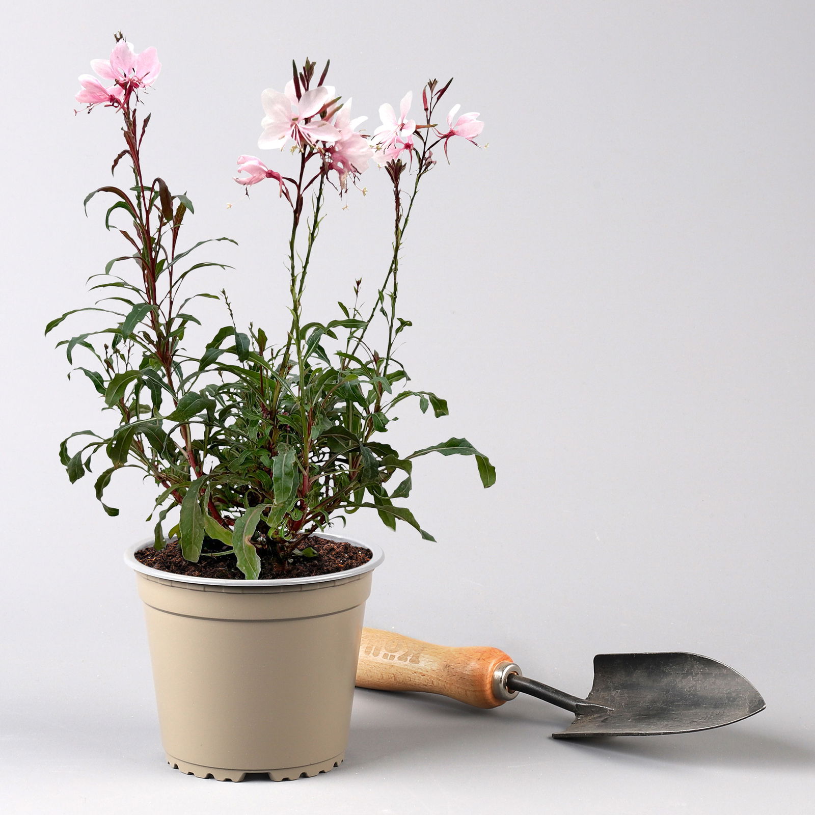 Prachtkerze, pink, Topf-Ø 13 cm, 6 Pflanzen